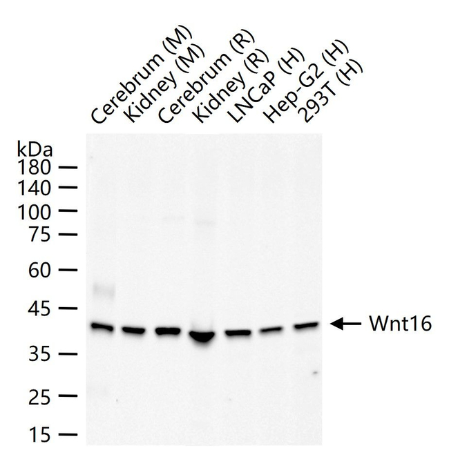 WNT16 Antibody in Western Blot (WB)