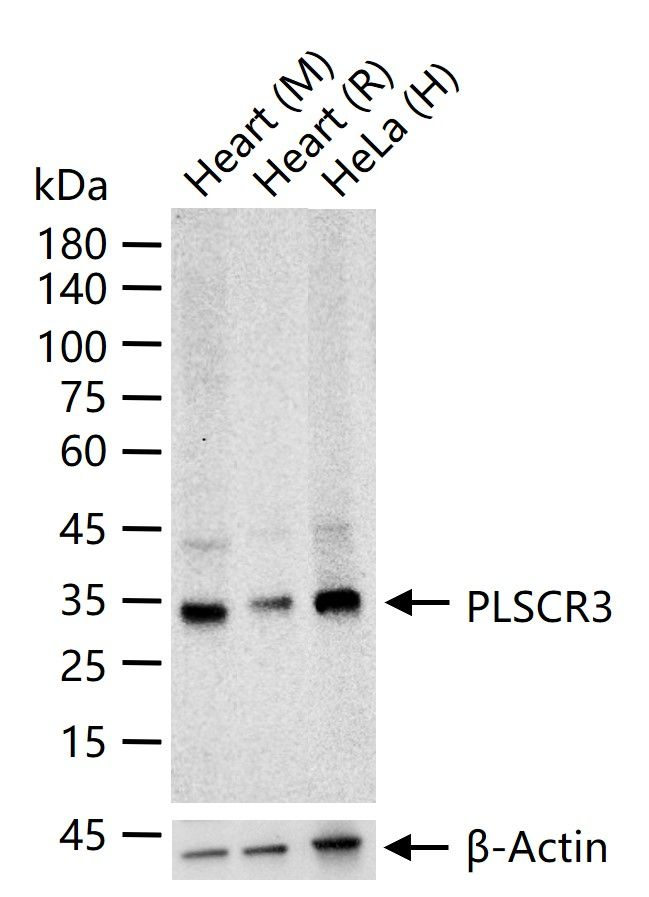 PLSCR3 Antibody in Western Blot (WB)