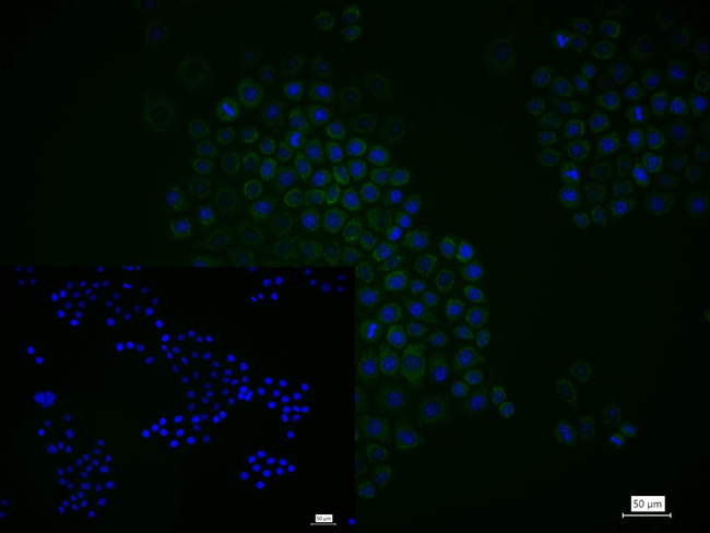 PPCS Antibody in Immunocytochemistry (ICC/IF)