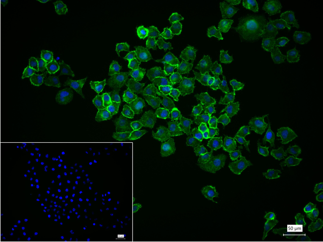 OXGR1 Antibody in Immunocytochemistry (ICC/IF)