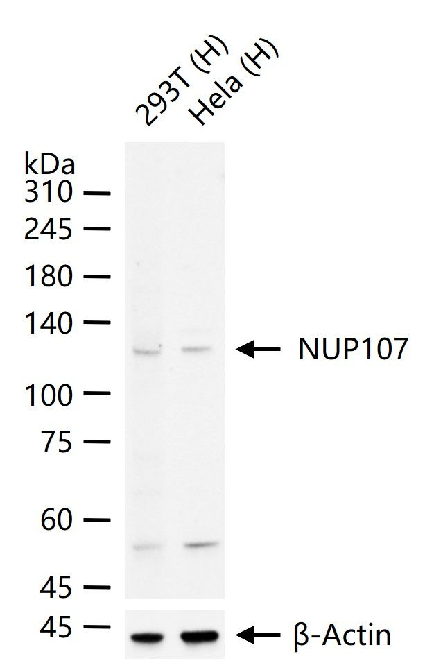 NUP107 Antibody in Western Blot (WB)