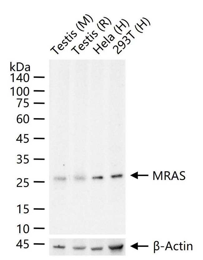MRAS Antibody in Western Blot (WB)