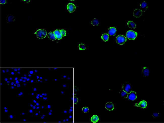 MS4A14 Antibody in Immunocytochemistry (ICC/IF)