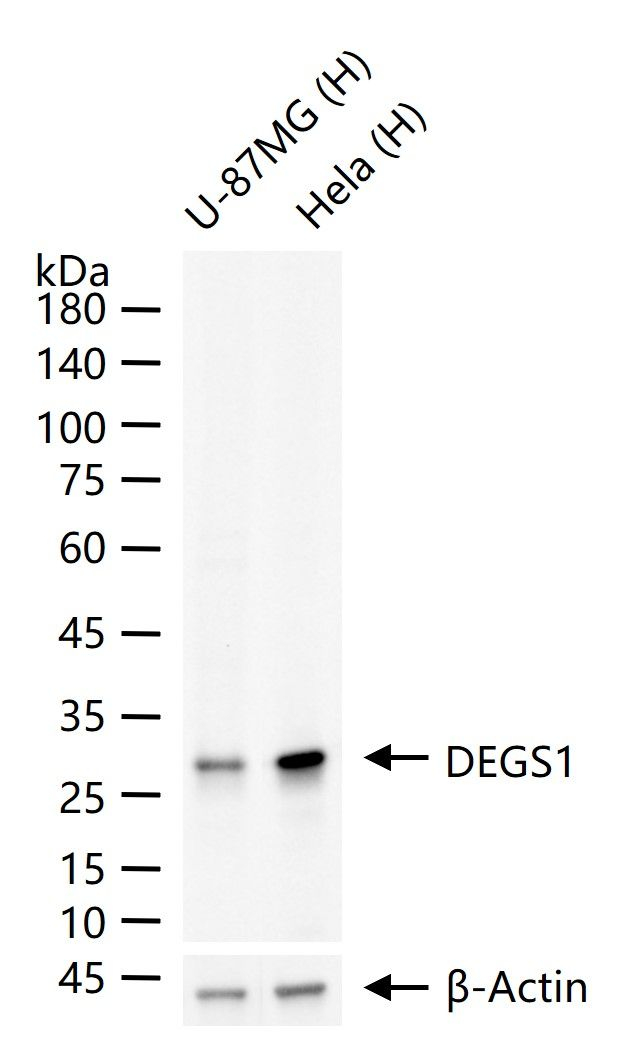 DEGS1 Antibody in Western Blot (WB)
