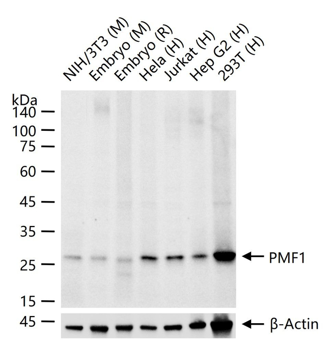 PMF1 Antibody in Western Blot (WB)