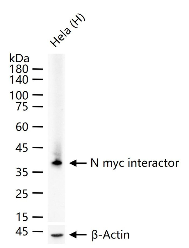 NMI Antibody in Western Blot (WB)