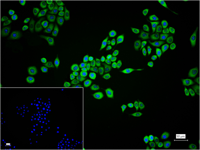 eIF3a Antibody in Immunocytochemistry (ICC/IF)