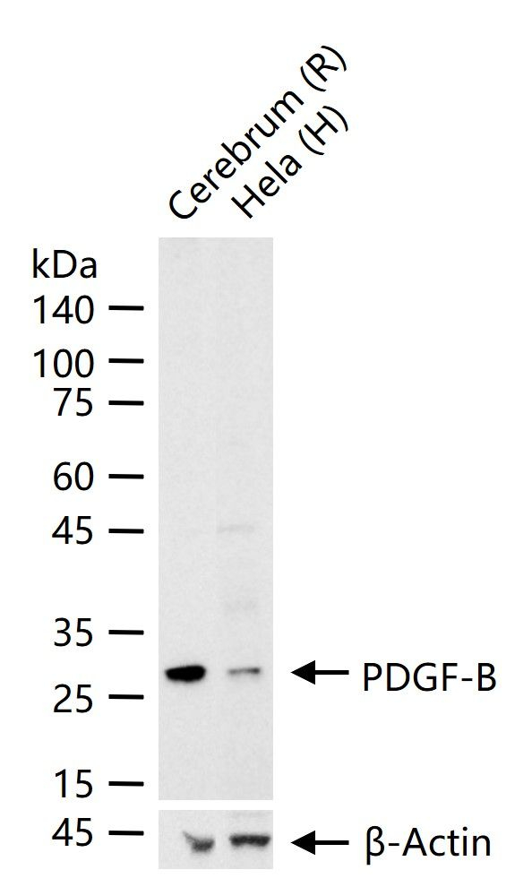 PDGF-B Antibody in Western Blot (WB)