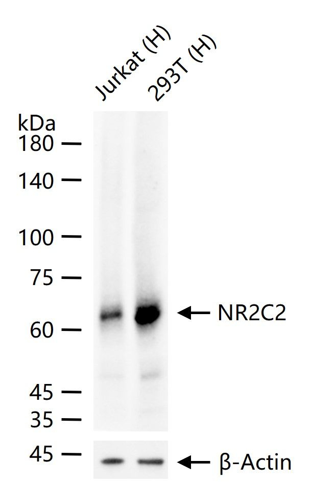 NR2C2 Antibody in Western Blot (WB)