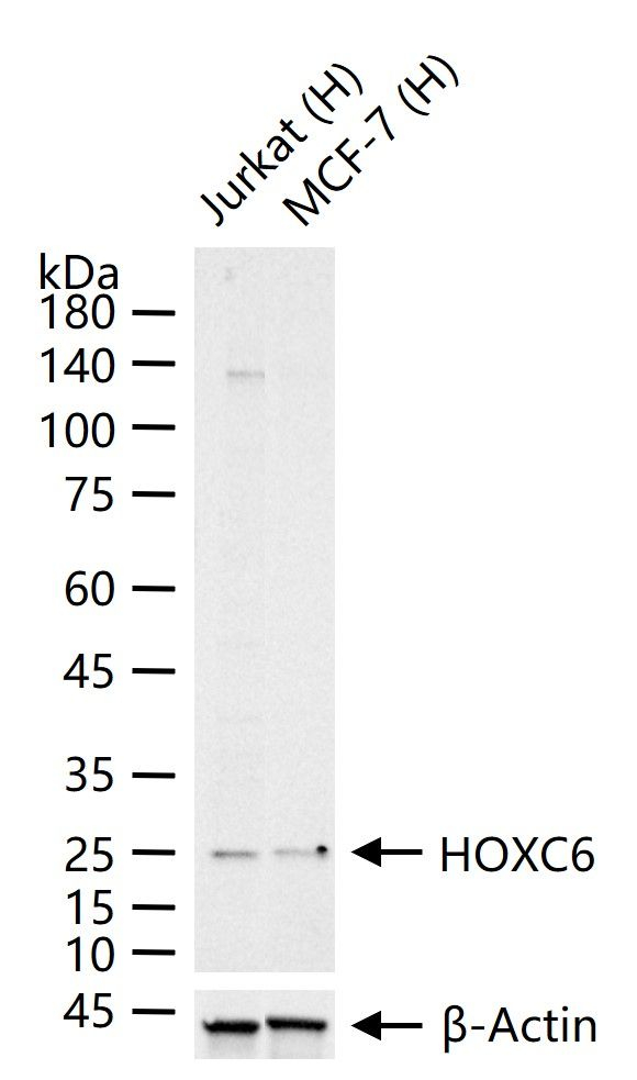 HOXC6 Antibody in Western Blot (WB)