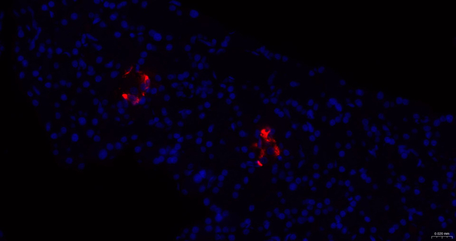 Somatostatin Antibody in Immunohistochemistry (Paraffin) (IHC (P))