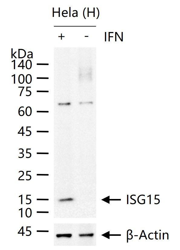 ISG15 Antibody in Western Blot (WB)