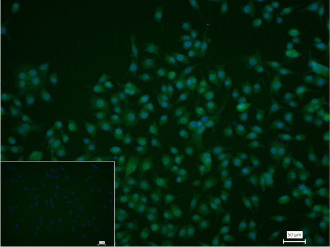 ISL1 Antibody in Immunocytochemistry (ICC/IF)