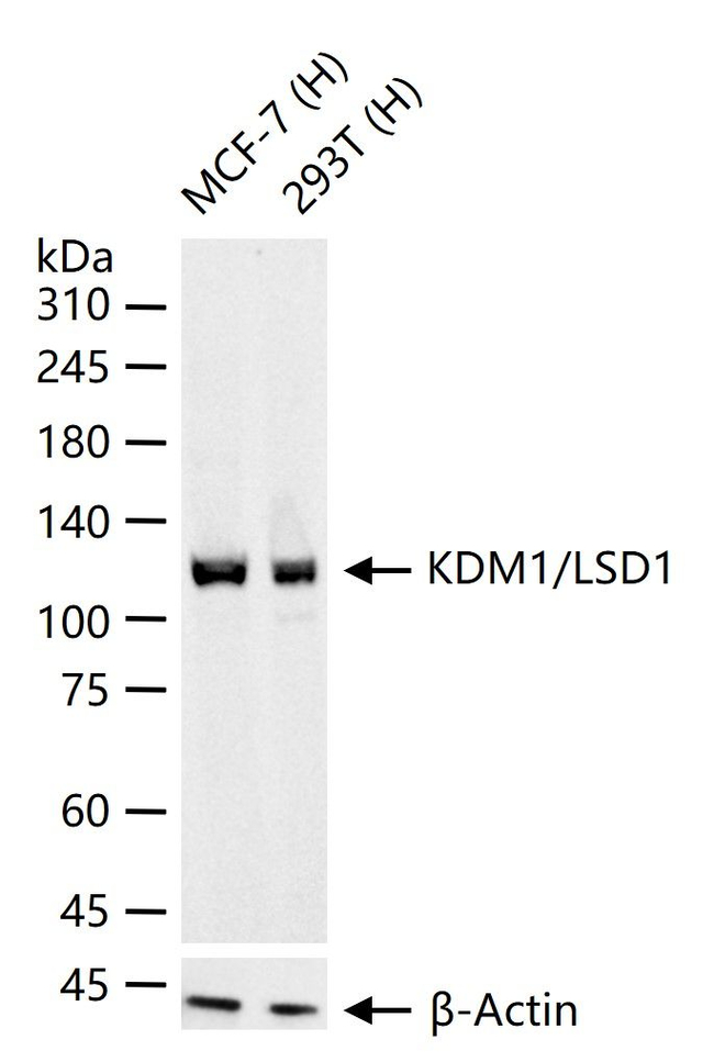 LSD1 Antibody in Western Blot (WB)