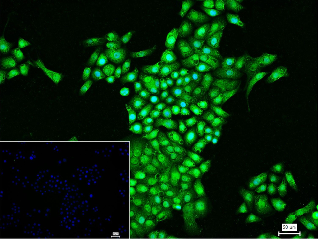 LSD1 Antibody in Immunocytochemistry (ICC/IF)