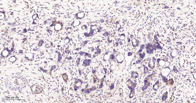 Phospho-PKA alpha/beta/gamma (Thr197) Antibody in Immunohistochemistry (Paraffin) (IHC (P))