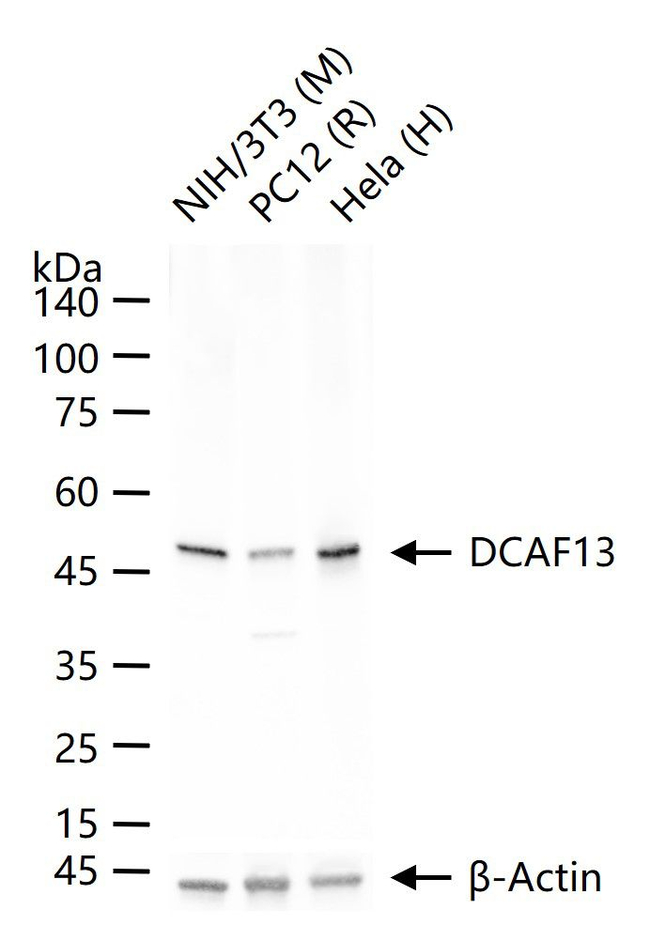 WDSOF1 Antibody in Western Blot (WB)