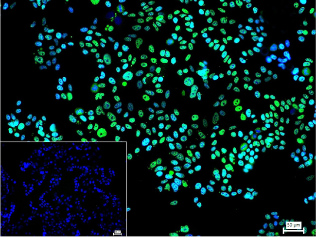 BCLAF1 Antibody in Immunocytochemistry (ICC/IF)