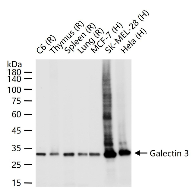 Galectin 3 Antibody in Western Blot (WB)