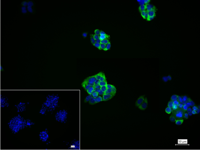 LIN28A Antibody in Immunocytochemistry (ICC/IF)