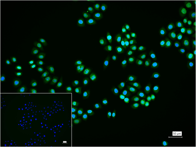 Lamin A/C Antibody in Immunocytochemistry (ICC/IF)