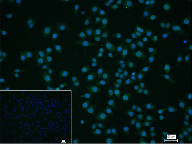 Lamin A/C Antibody in Immunocytochemistry (ICC/IF)