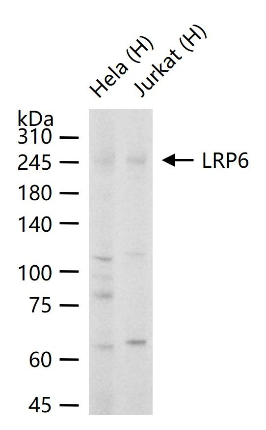 LRP6 Antibody in Western Blot (WB)