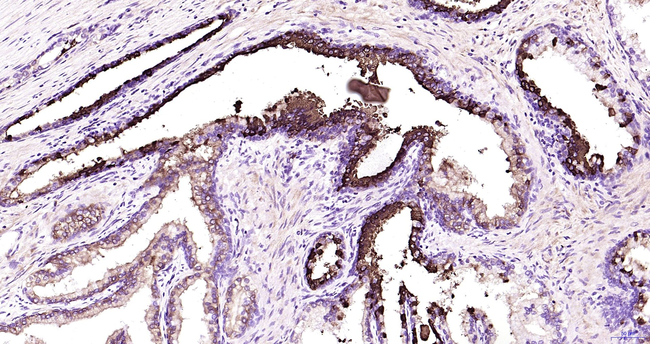 Lactoferrin Antibody in Immunohistochemistry (Paraffin) (IHC (P))
