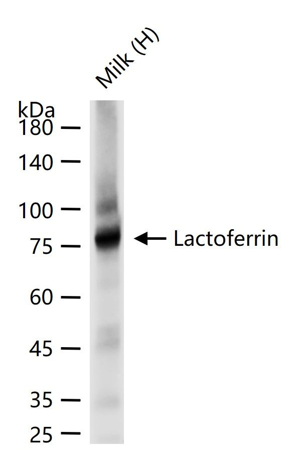 Lactoferrin Antibody in Western Blot (WB)