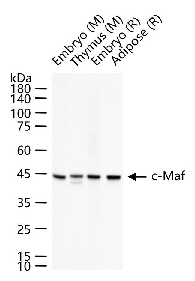 c-MAF Antibody in Western Blot (WB)