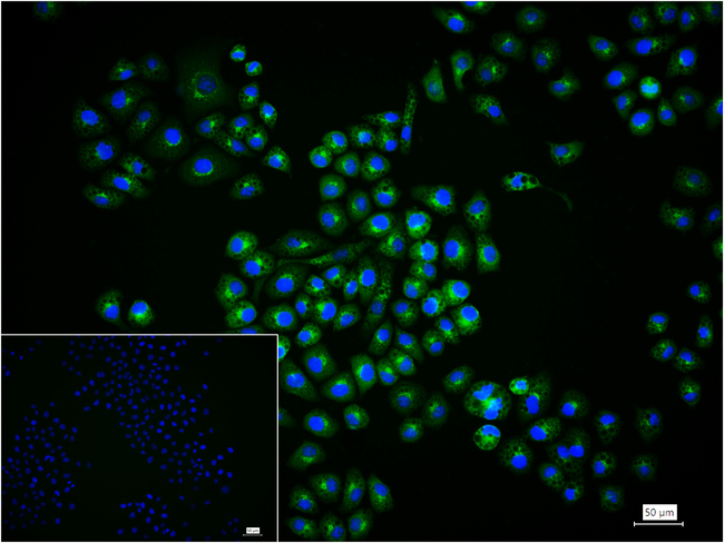 LC3A Antibody in Immunocytochemistry (ICC/IF)