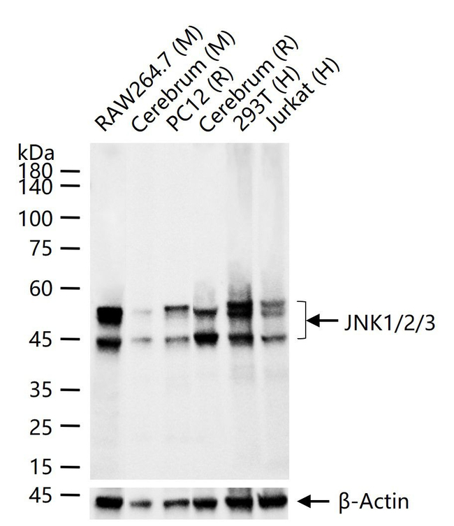 JNK1/JNK2/JNK3 Antibody in Western Blot (WB)