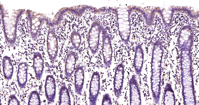 JNK1/JNK3 Antibody in Immunohistochemistry (Paraffin) (IHC (P))