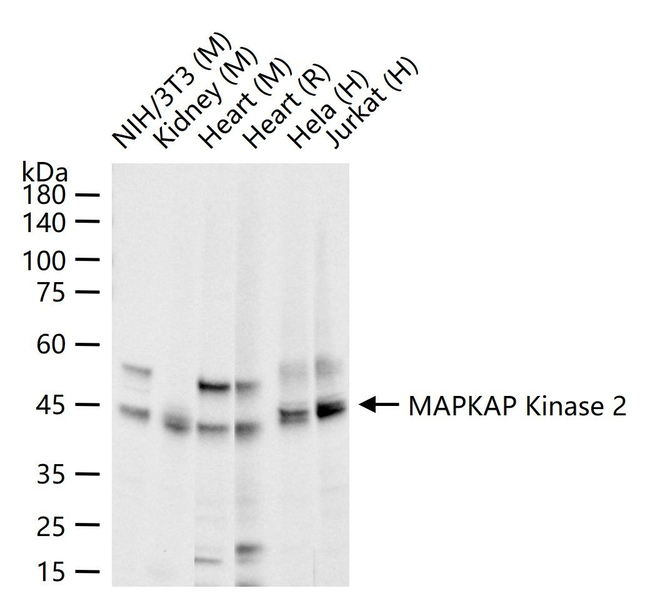 MAPKAPK2 Antibody in Western Blot (WB)