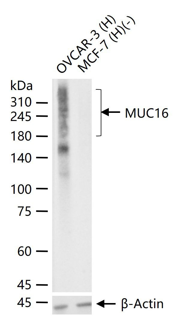 CA125 Antibody in Western Blot (WB)