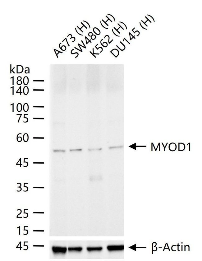 MYOD Antibody in Western Blot (WB)