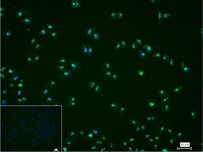 Nucleolin Antibody in Immunocytochemistry (ICC/IF)
