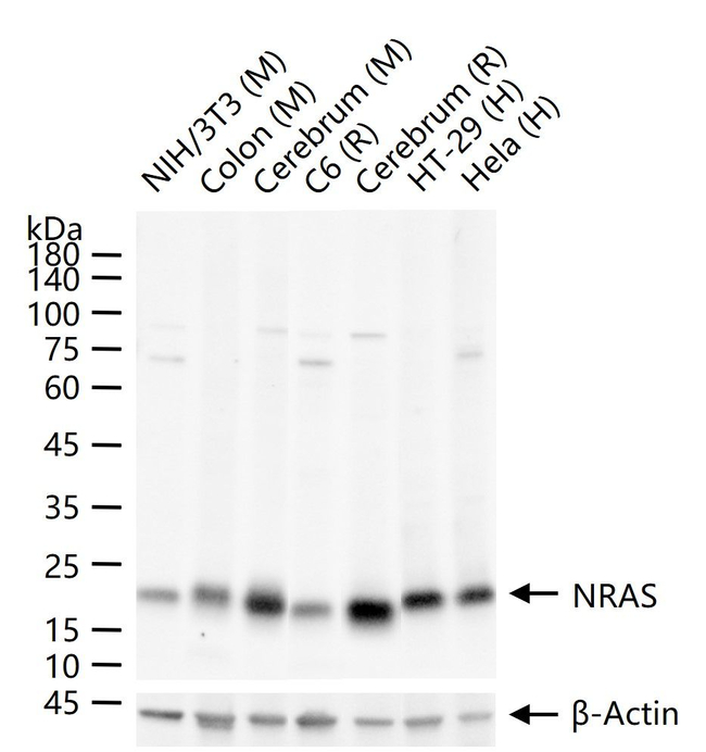 N-Ras Antibody in Western Blot (WB)