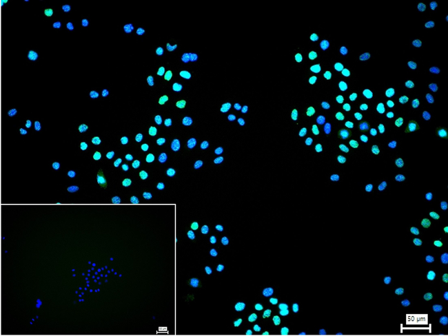 PIAS1/PIAS2 Antibody in Immunocytochemistry (ICC/IF)