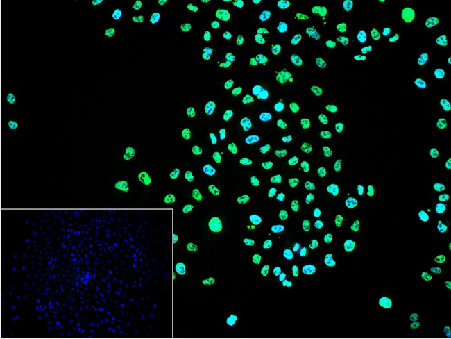 Phospho-PLCB3 (Ser537) Antibody in Immunocytochemistry (ICC/IF)