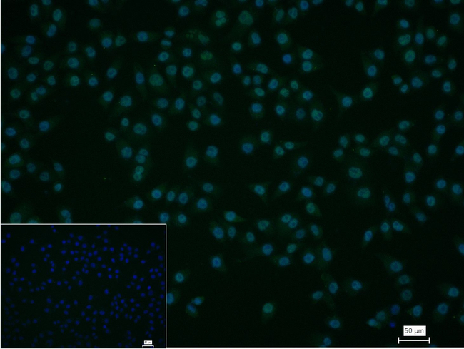 Phospho-POLR2A (Ser2) Antibody in Immunocytochemistry (ICC/IF)