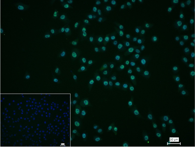 Phospho-POLR2A (Ser5) Antibody in Immunocytochemistry (ICC/IF)