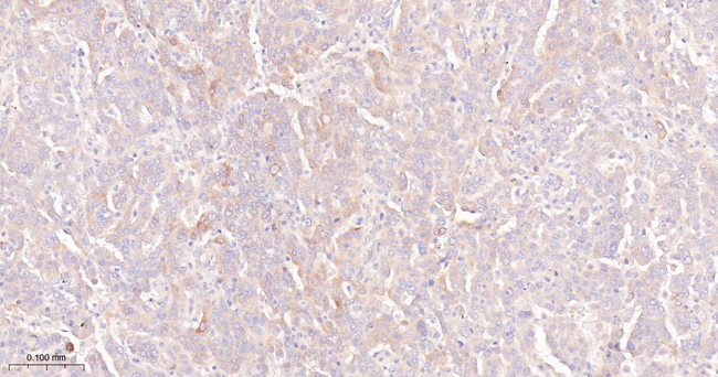 PON1 Antibody in Immunohistochemistry (Paraffin) (IHC (P))