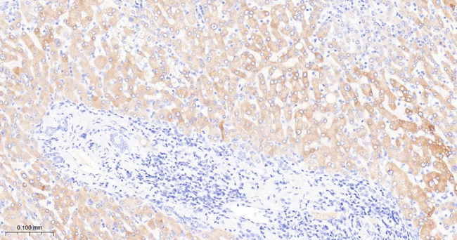 PON1 Antibody in Immunohistochemistry (Paraffin) (IHC (P))