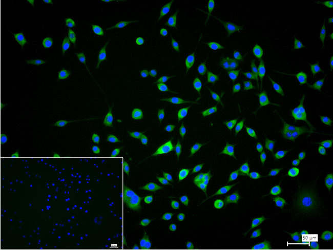 PKC epsilon Antibody in Immunocytochemistry (ICC/IF)