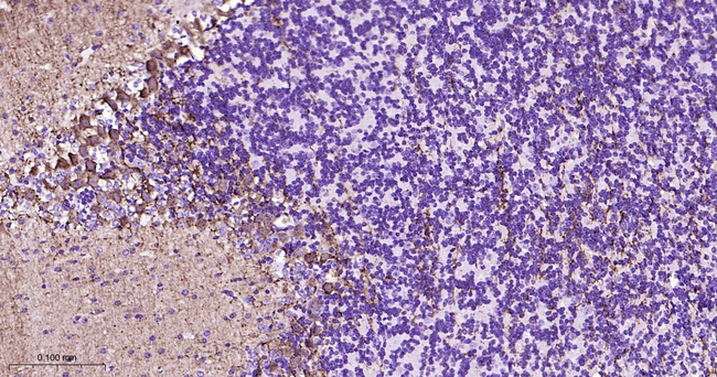 PKC gamma Antibody in Immunohistochemistry (Paraffin) (IHC (P))