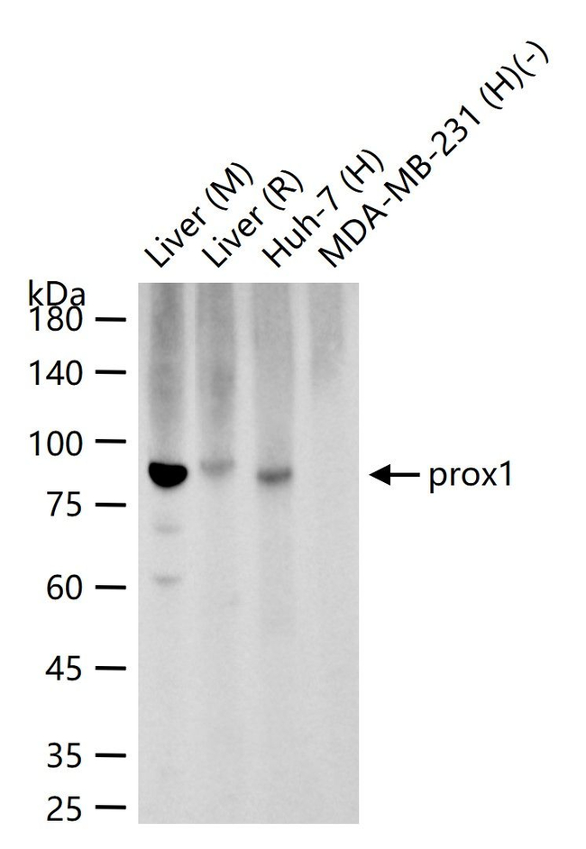 PROX1 Antibody in Western Blot (WB)