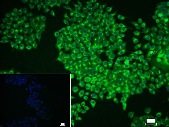 p70 S6 Kinase Antibody in Immunocytochemistry (ICC/IF)