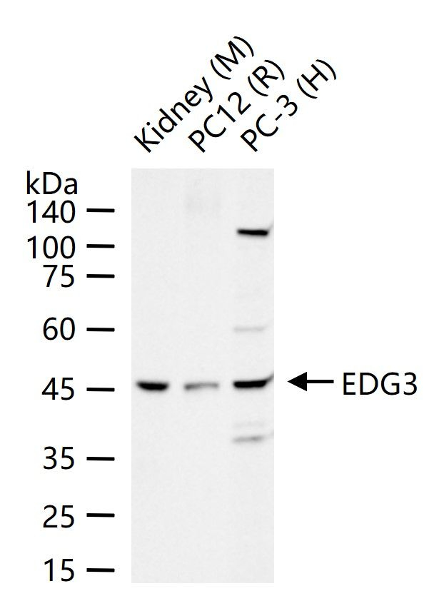 EDG3 Antibody in Western Blot (WB)