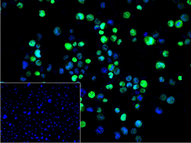 SATB2 Antibody in Immunocytochemistry (ICC/IF)